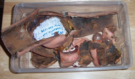 Ventriloquist Central Dan Willinger - The New Tribute to Ventriloquism